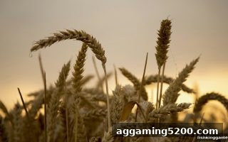捕鱼王游戏新手指南：首存奖励深度拆解与实战技巧